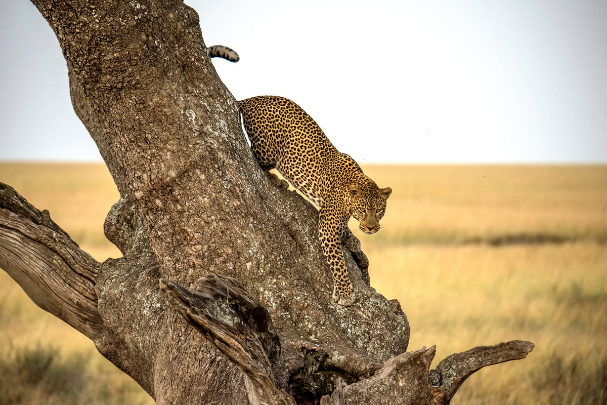 modern-3-piece-acrylic-print-leopard-serengheti-tanzania