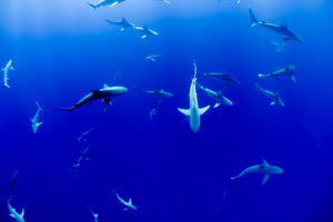 3-piece-canvas-print-in-the-shark-tank