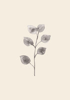 framedcanvas-print-eucalyptus-twig