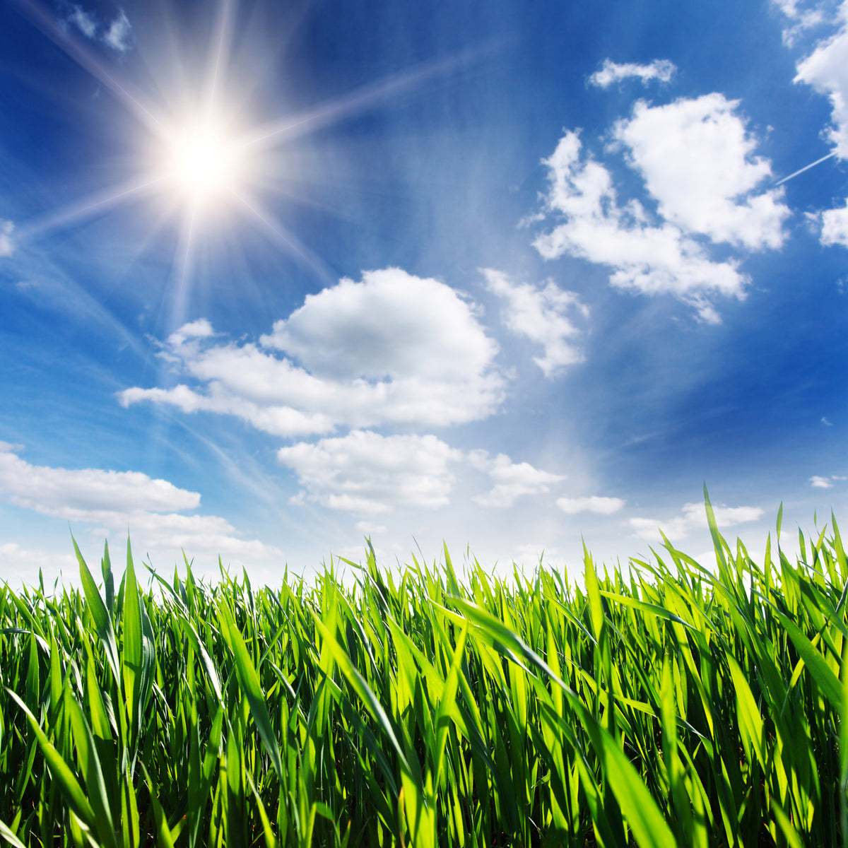 aluminium-print-spring-grass