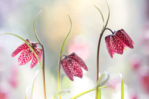 canvas-print-snakes-head-fritillary-x