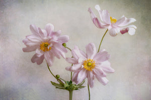 framedcanvas-print-anemones