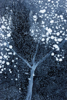framedcanvas-print-winter-blossom
