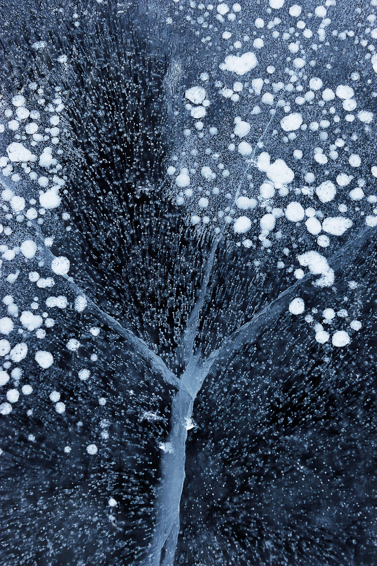 framedcanvas-print-winter-blossom
