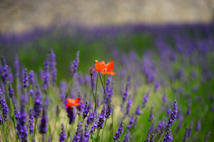 3-piece-acrylic-print-poppy-in-the-lavender