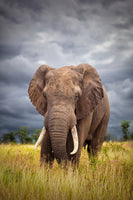 framedposter-print-the-big-bull