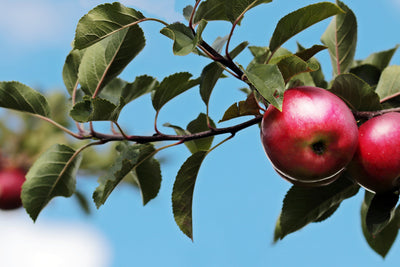 poster-print-apple-on-the-tree