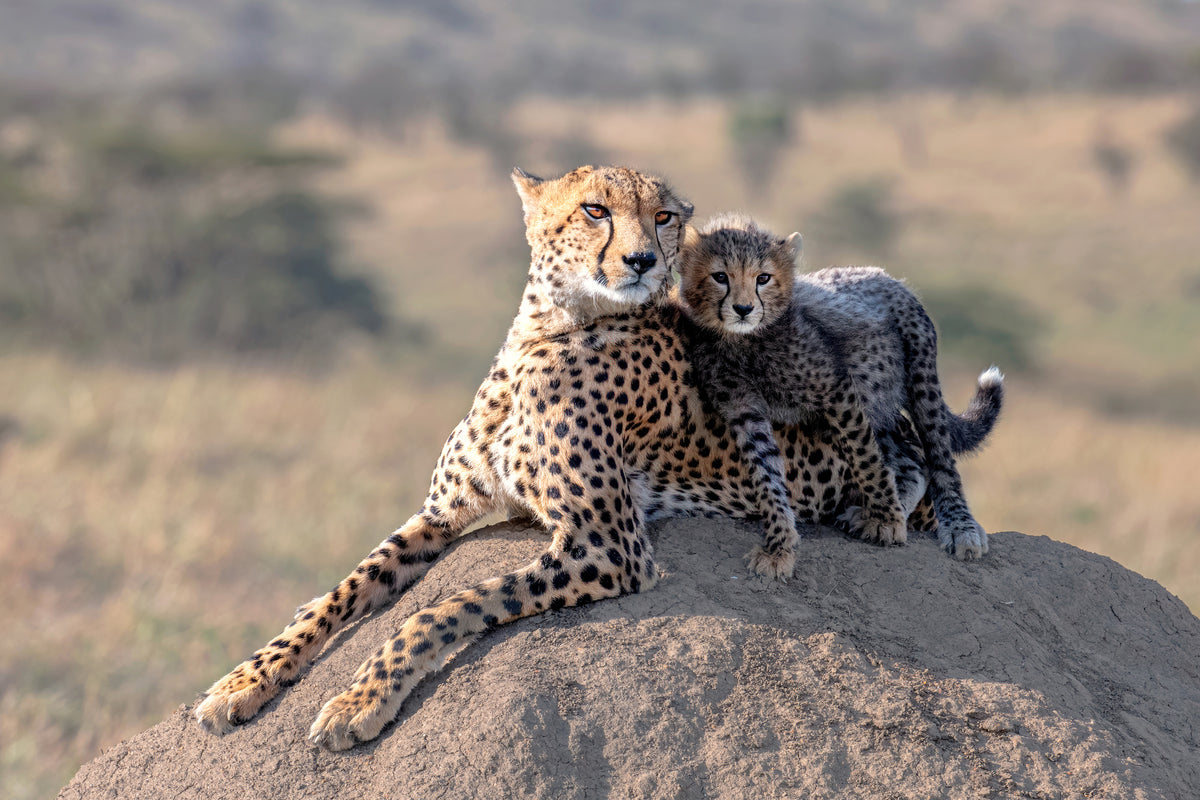 aluminium-print-cheetah-and-cup-x