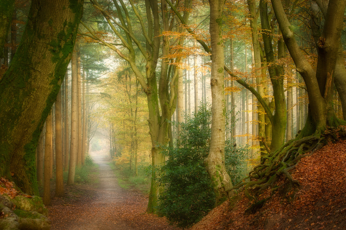 acrylic-print-following-fog-x