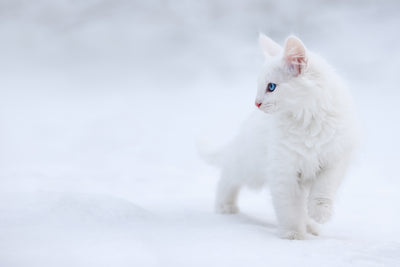 poster-print-white-as-snow