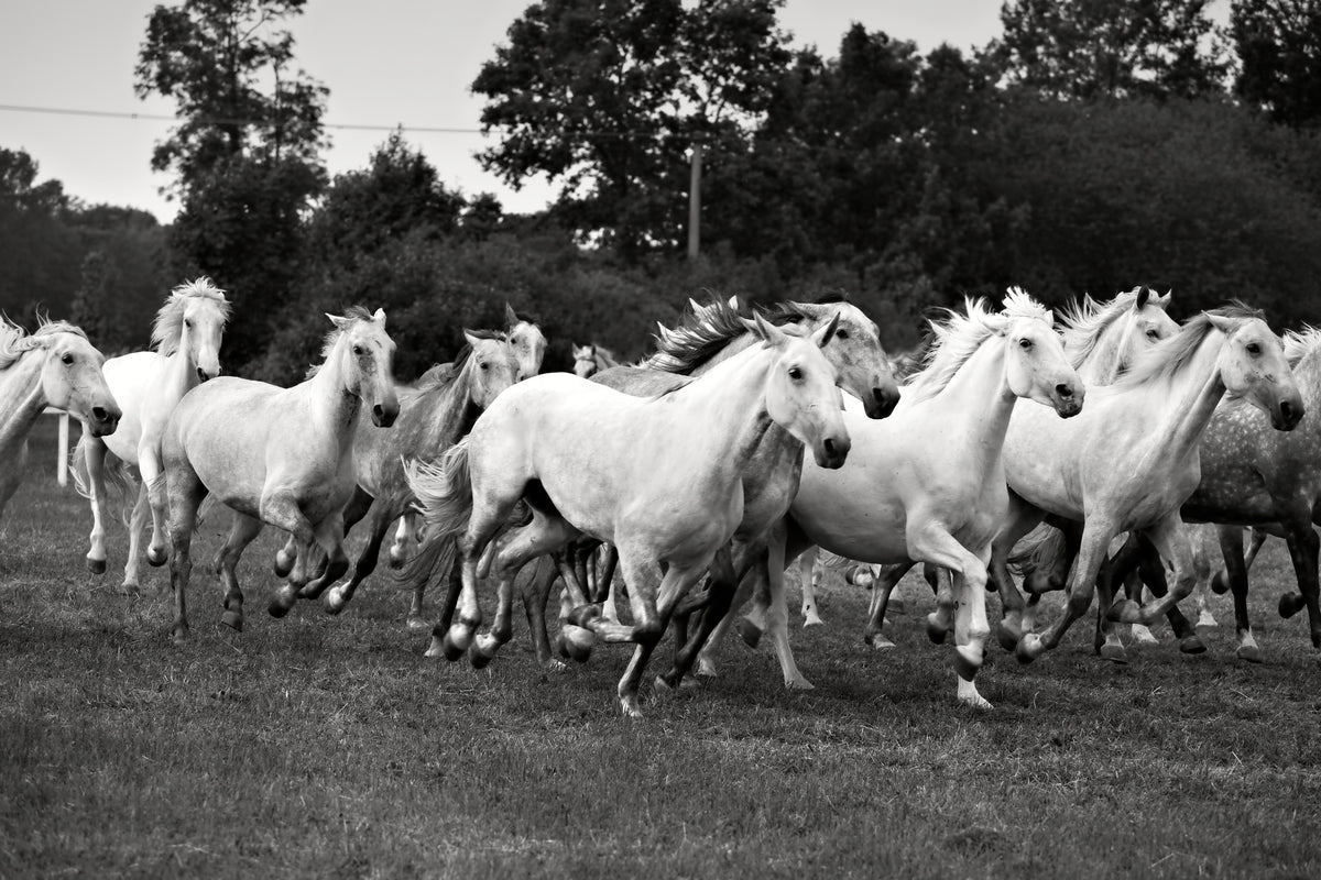 3-piece-acrylic-print-the-mustang-herd