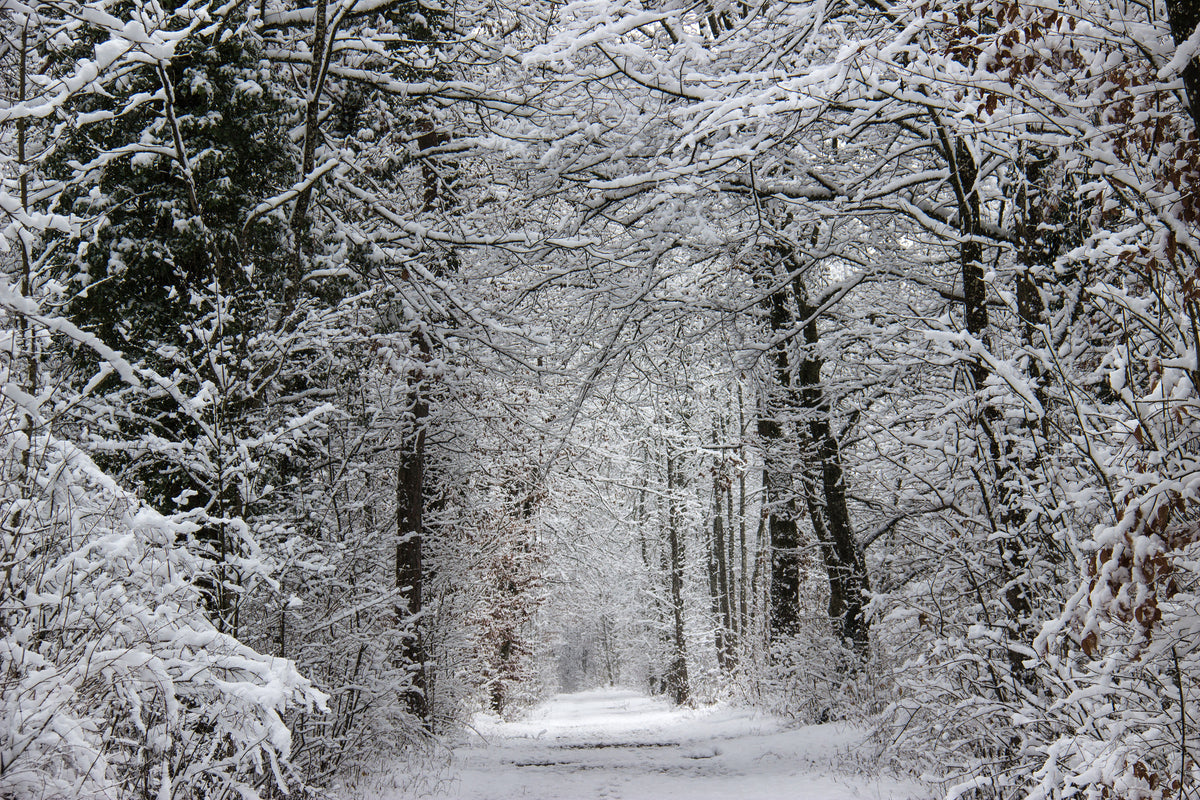 acrylic-print-enchanted-winter-forest
