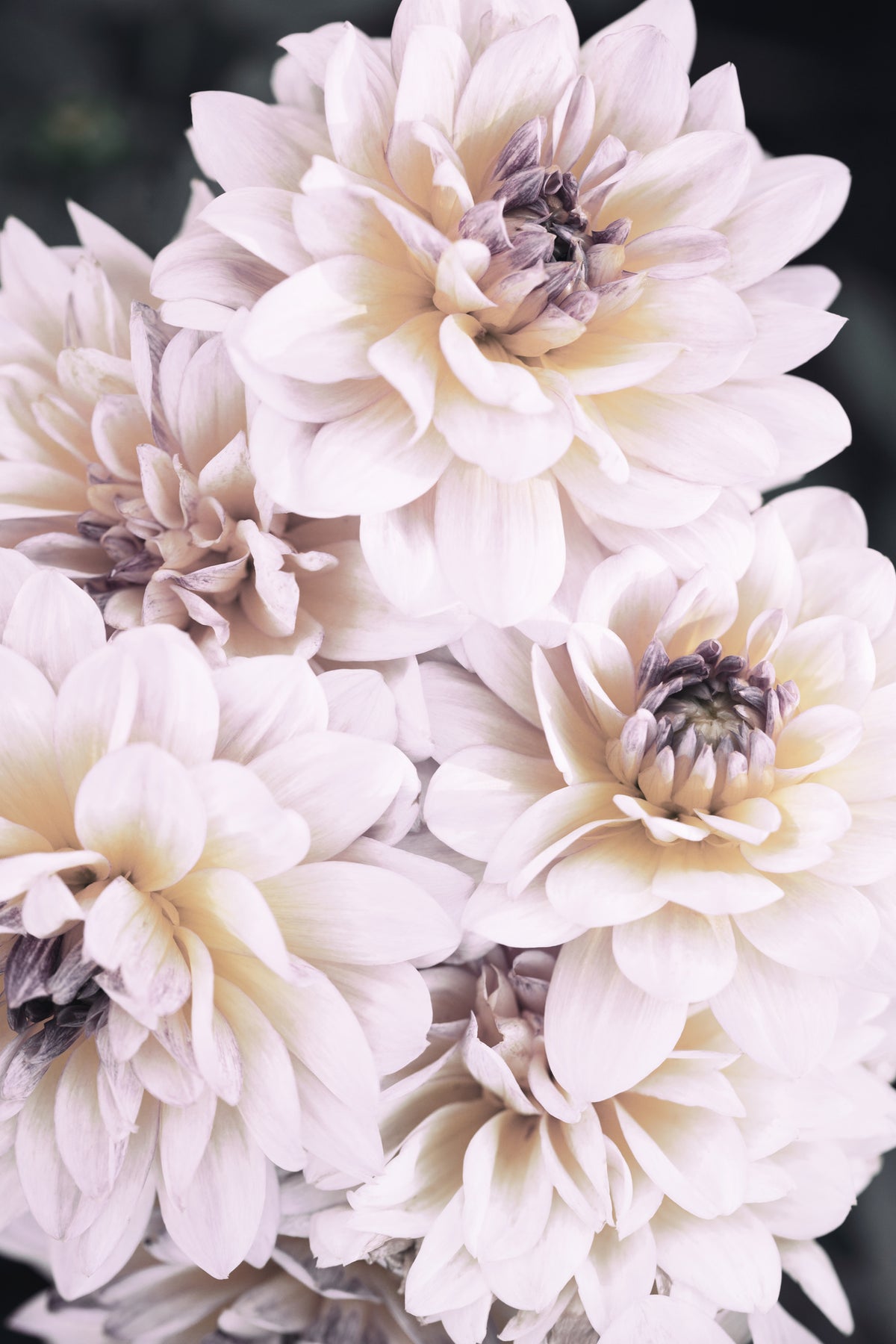 framedcanvas-print-pinkish-flowers