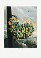 canvas-print-the-aloe-from-the-temple-of-flora-1807