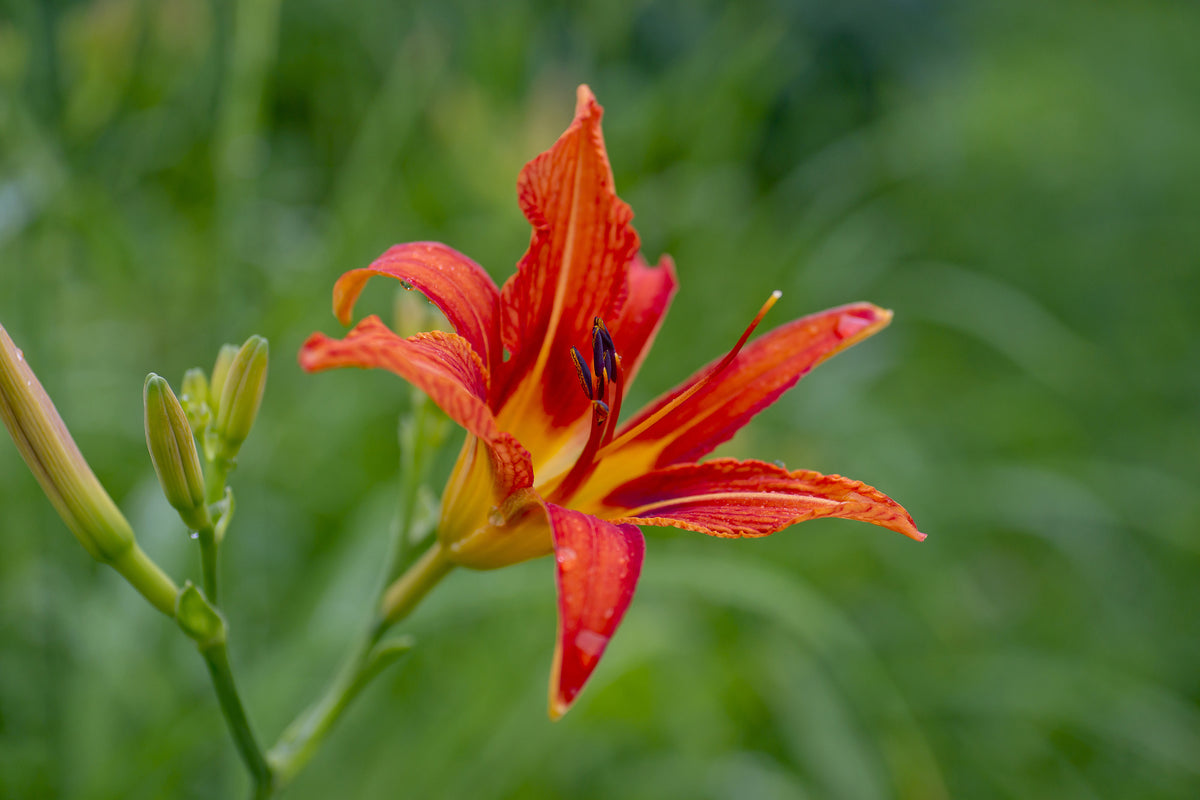 3-piece-acrylic-print-lily-blossom-in-the-nature
