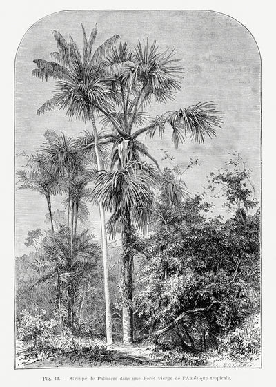 poster-print-vintage-palm-tree-drawing-iv