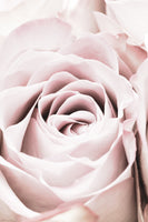 framedcanvas-print-pink-rose-no-06