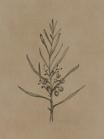 canvas-print-blackwood-sapling