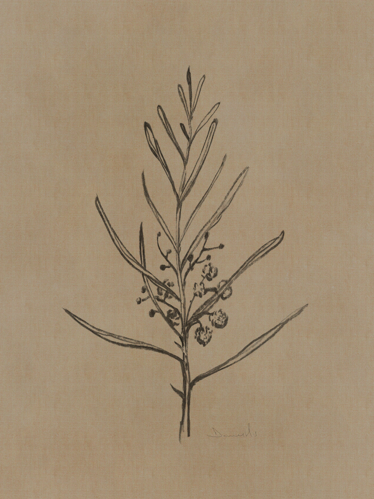 canvas-print-blackwood-sapling