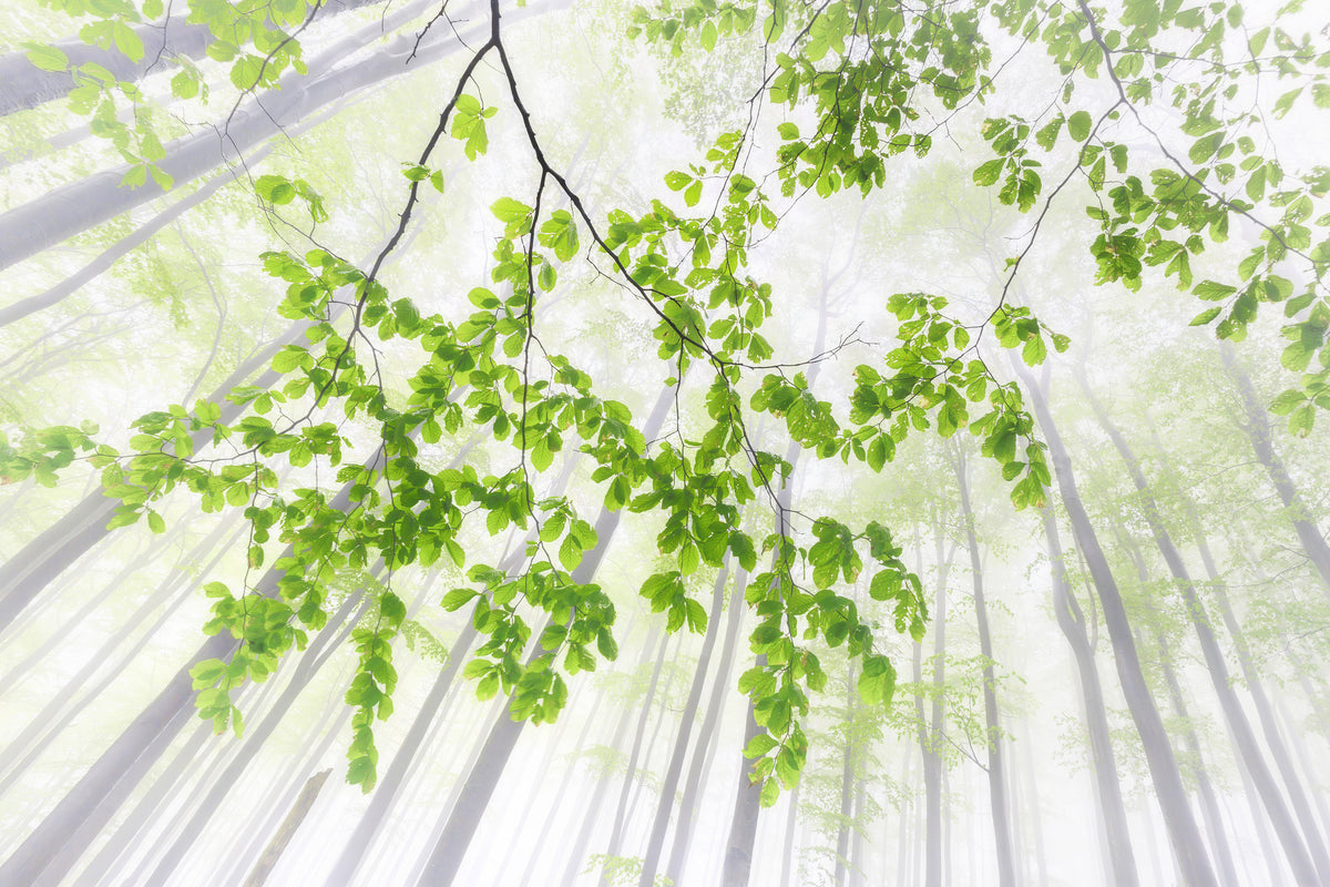 canvas-print-whisper-of-the-forest