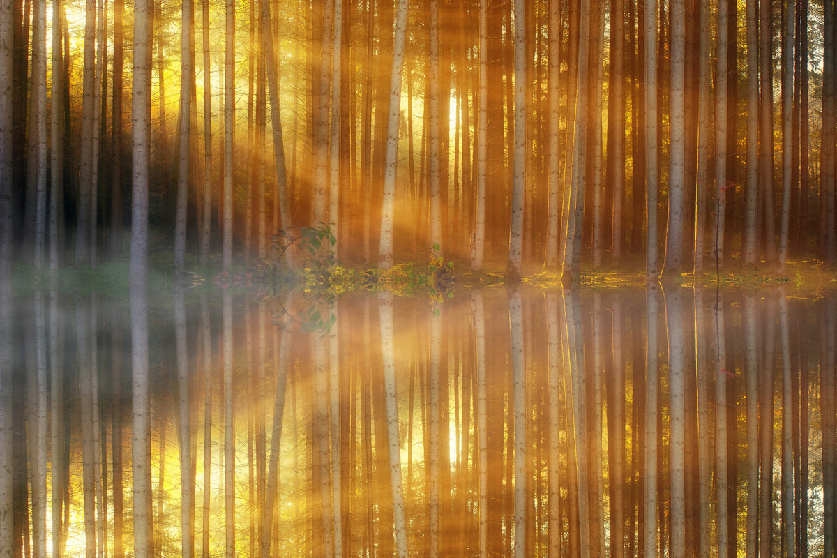 3-piece-canvas-print-romantic-mood-in-the-forest