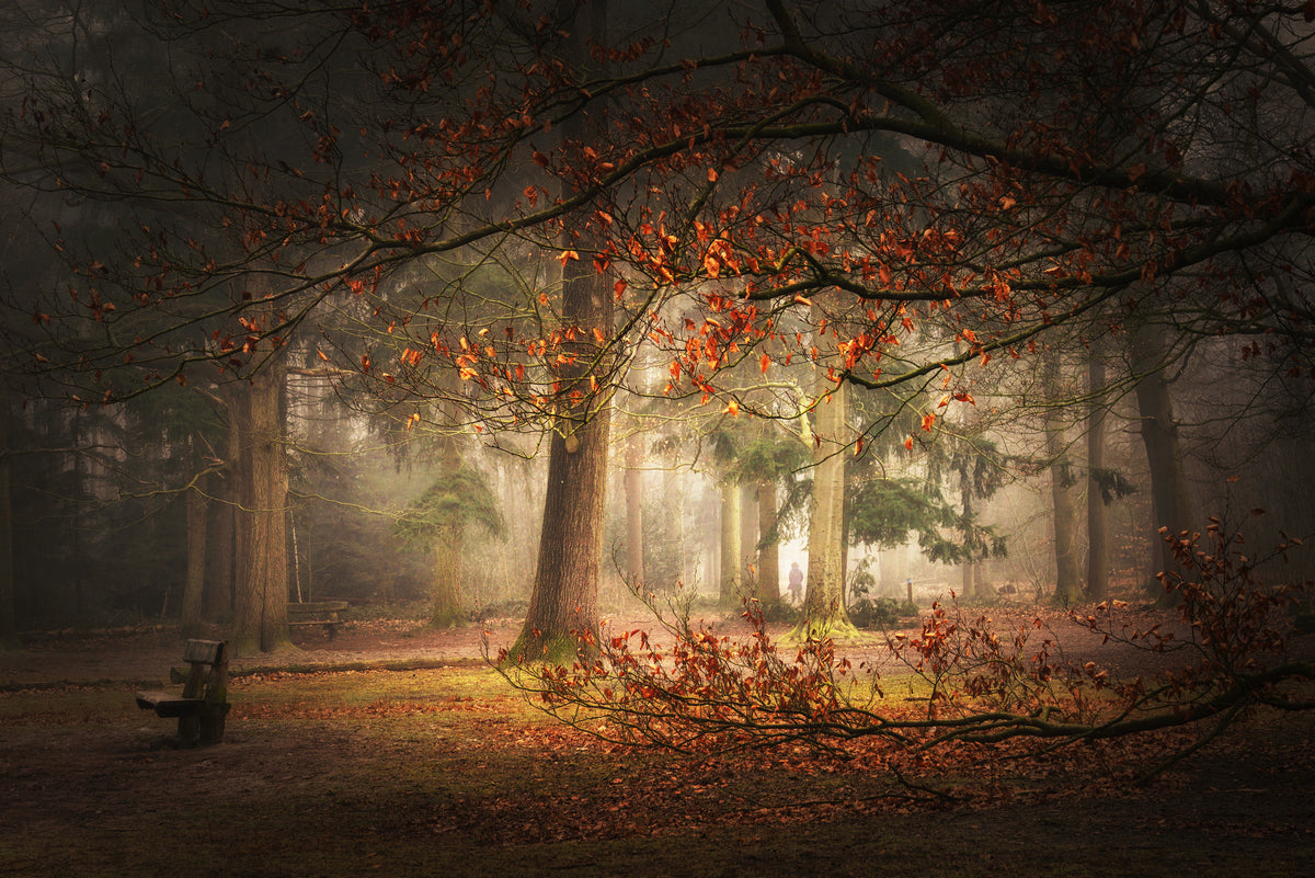 canvas-print-dream-forest-2