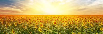 panoramic-poster-print-a-field-full-of-sunflowers-panorama