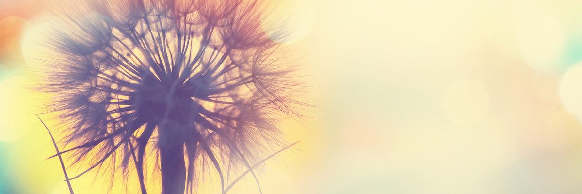 panoramic-aluminium-print-the-dandelion-in-the-light-panorama