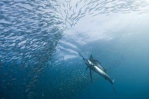 canvas-print-hunter-and-the-hunted-x