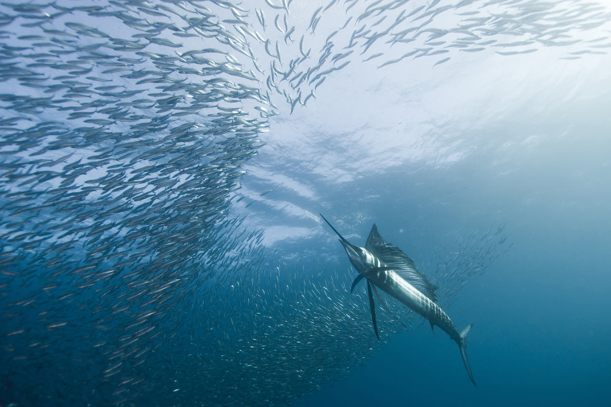 canvas-print-hunter-and-the-hunted-x