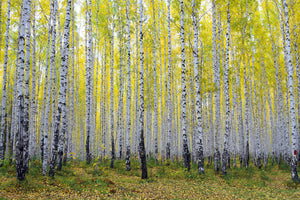 modern-3-piece-canvas-print-autumnal-birch-forest