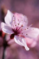 poster-print-adorable-cherry-blossom