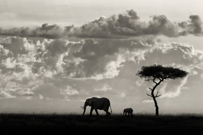 poster-print-silhouettes-of-mara
