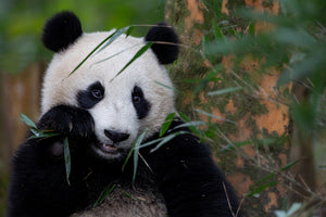 canvas-print-bamboo-time-x