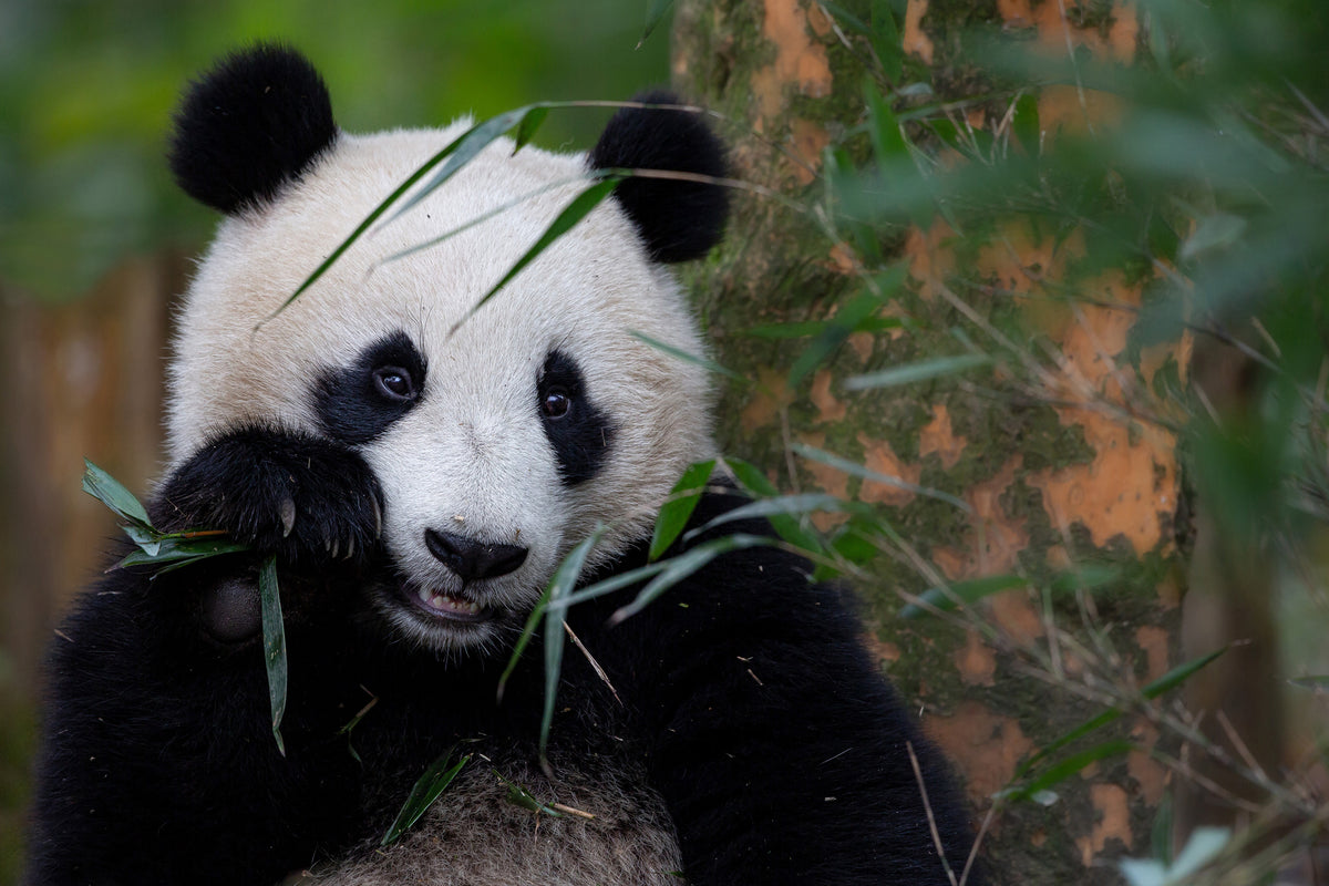 canvas-print-bamboo-time-x