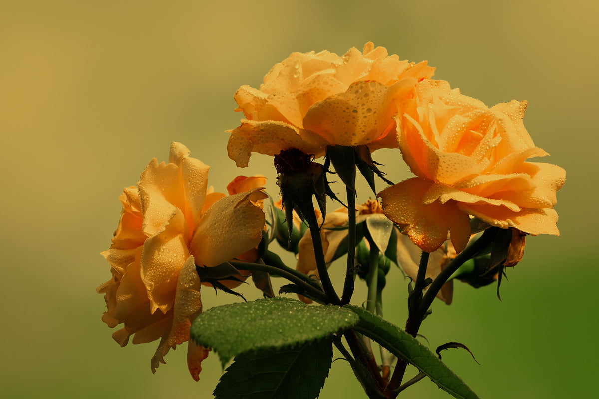 framedposter-print-the-roses-in-nature