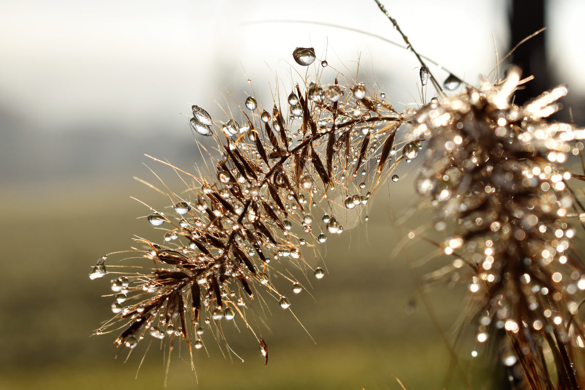 canvas-print-drops-of-nature
