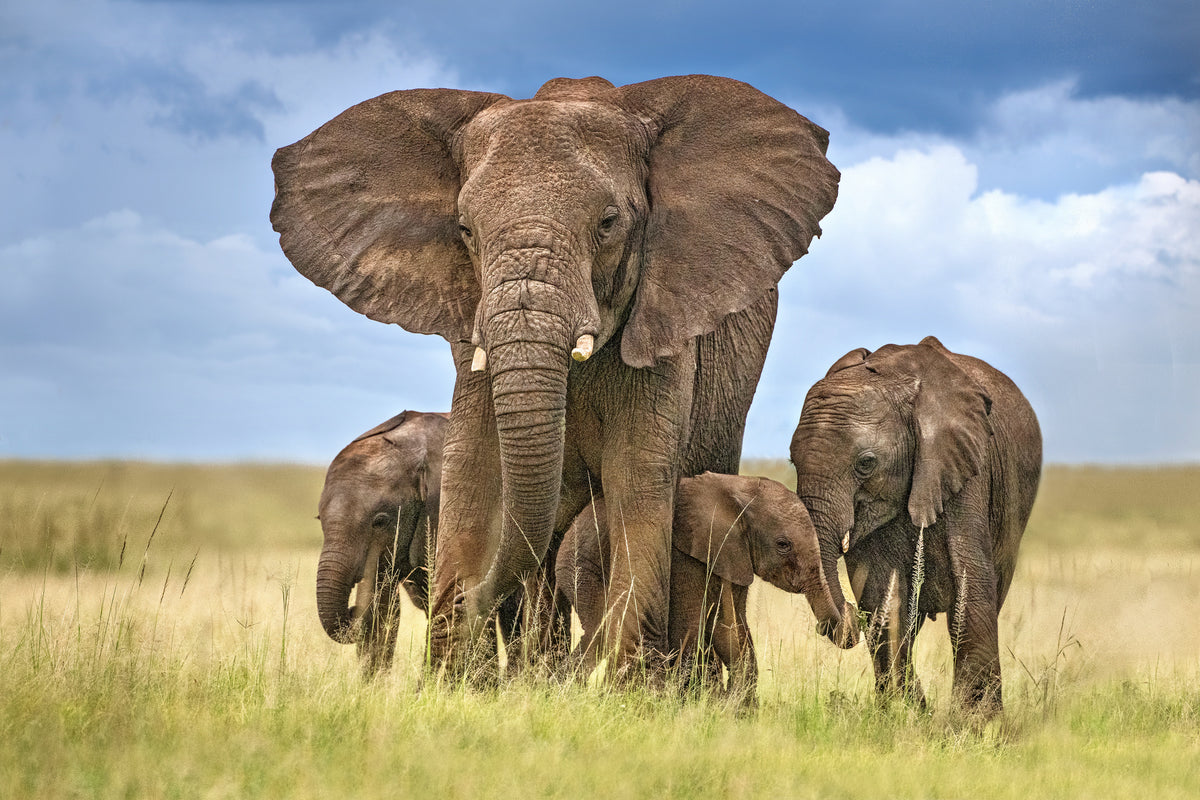 framedcanvas-print-elephant-mom-protecting-her-calves-x
