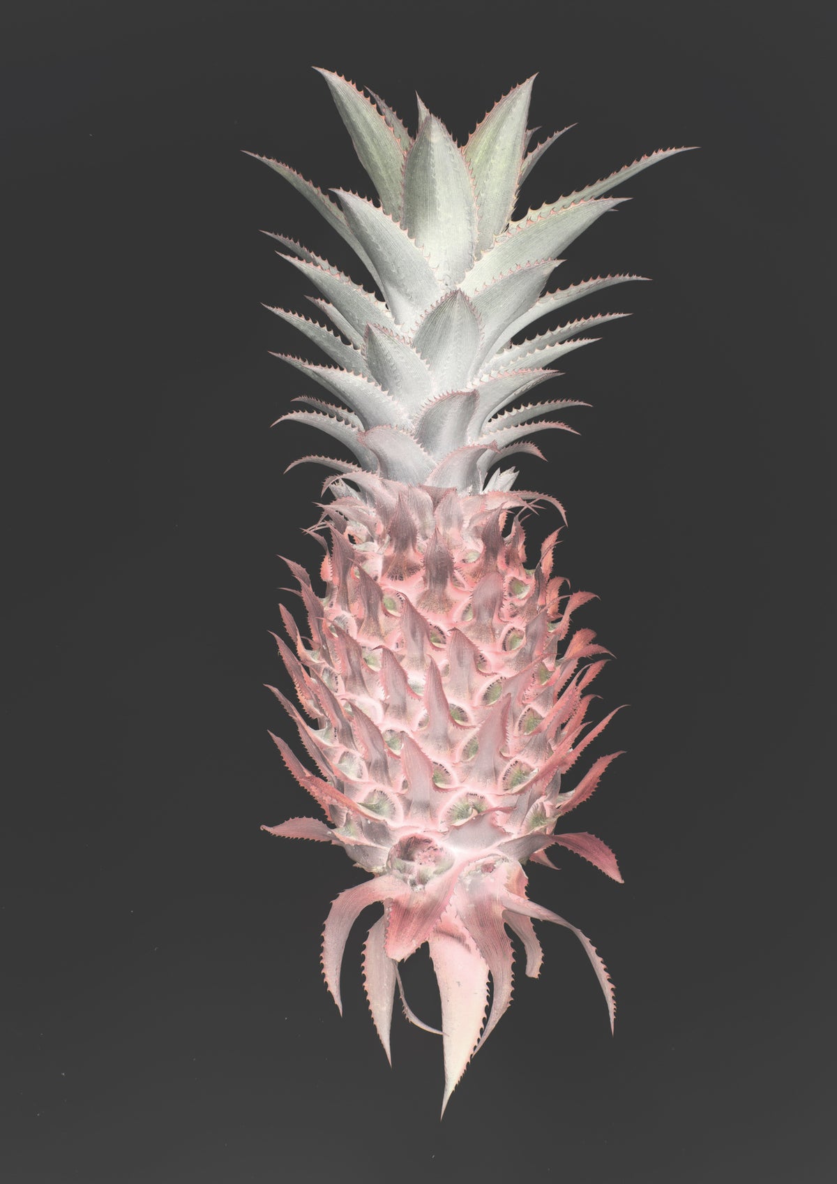 aluminium-print-strawberry-pine