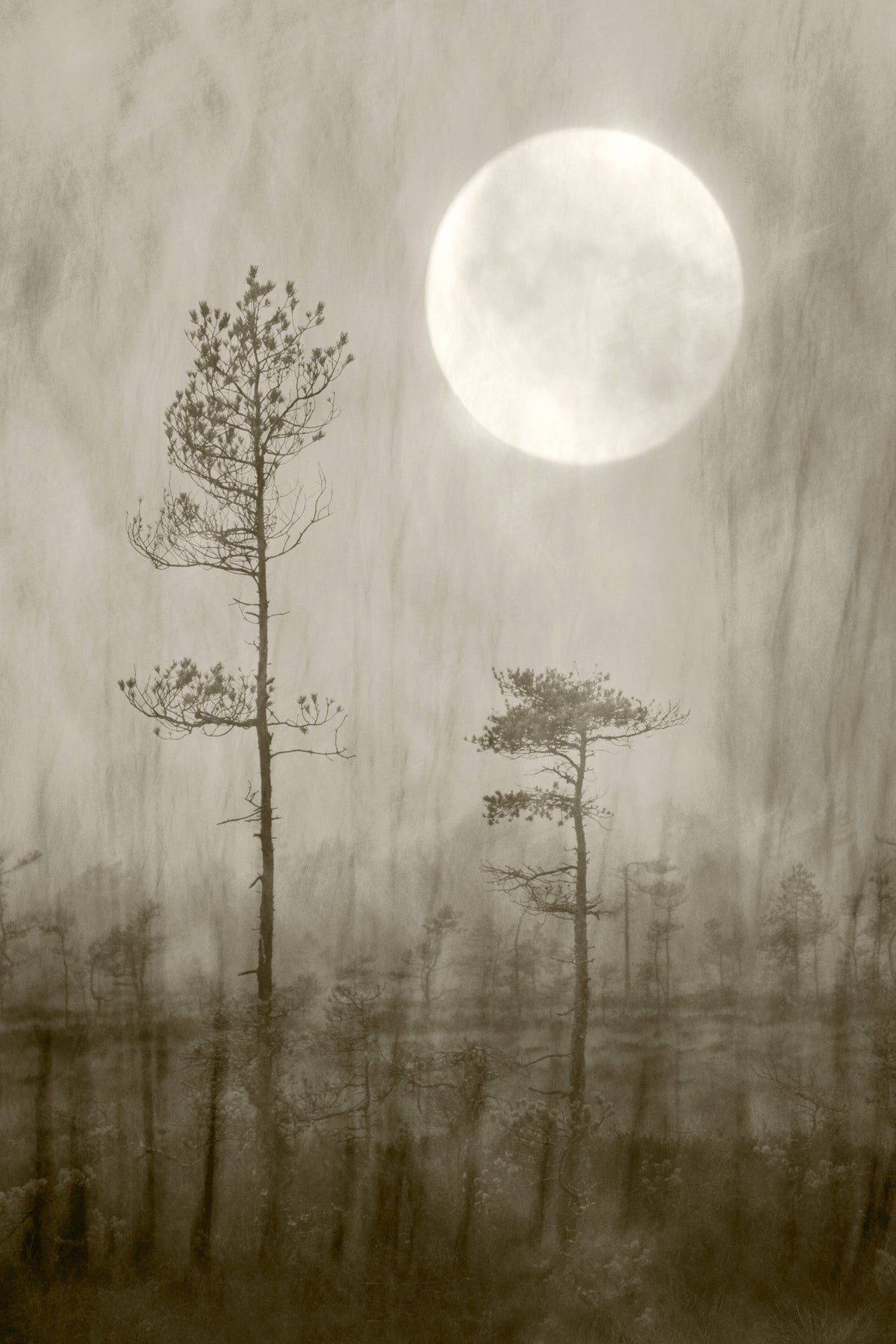 acrylic-print-moonlight-moor