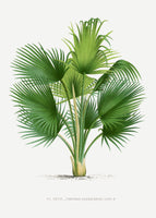 poster-print-xxvii-thrinax-b