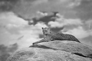 framedposter-print-leopard-on-a-kopje-x