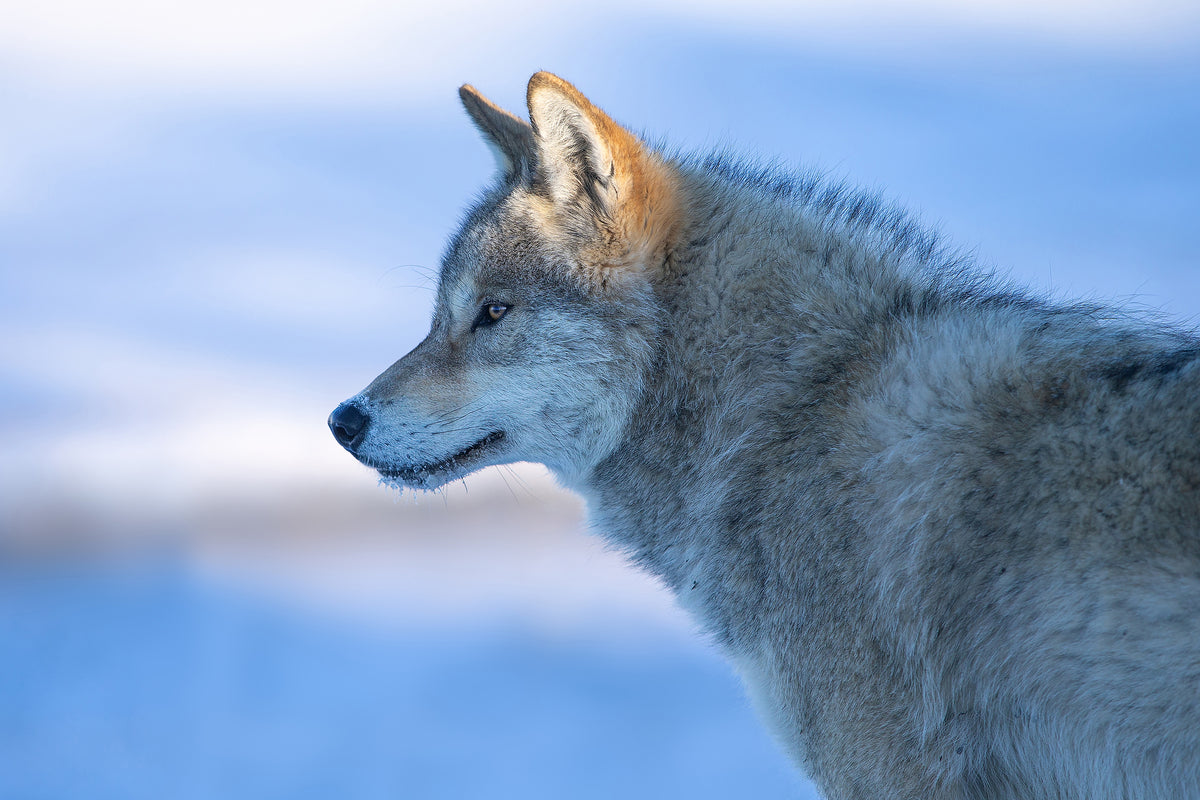 canvas-print-a-vigilant-wolf-x