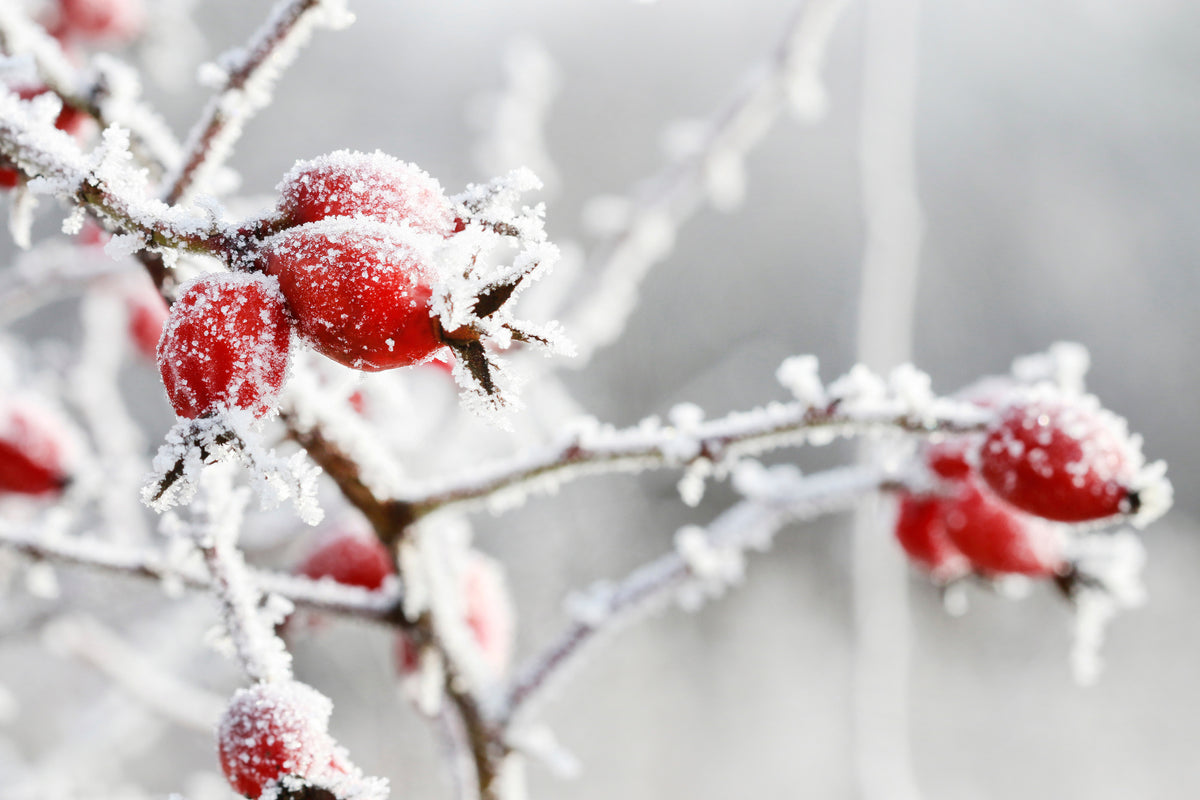 poster-print-frosted-red-rose-hips-in-the-garden
