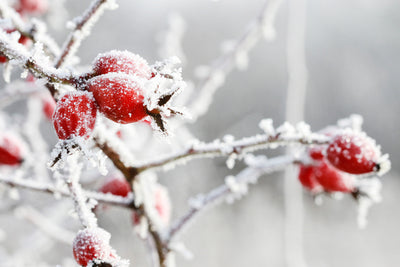 poster-print-frosted-red-rose-hips-in-the-garden