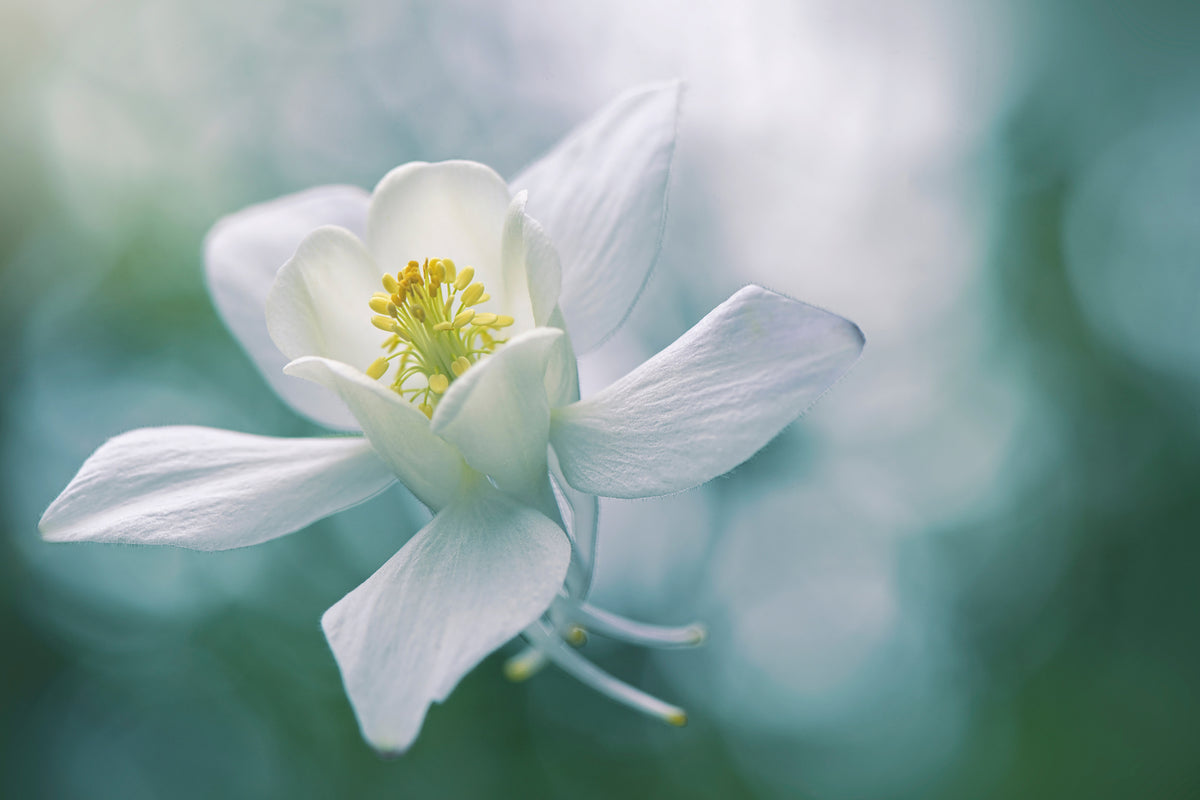 canvas-print-purity-xbj