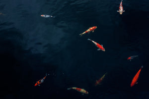 3-piece-canvas-print-fish-in-the-pond