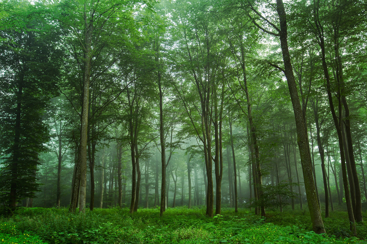 framedcanvas-print-forest-view-x