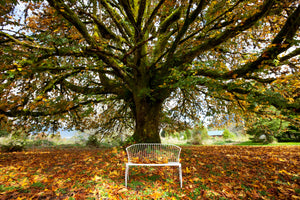 modern-3-piece-acrylic-print-my-favorite-tree