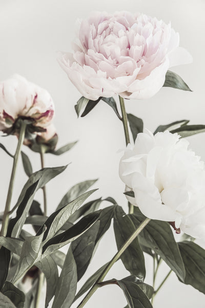 poster-print-peony-04